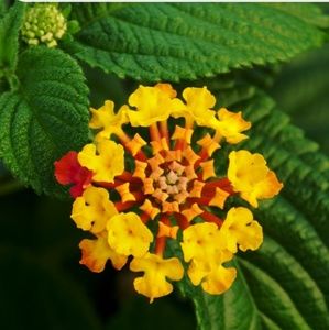 Meet your Posher, Fannie